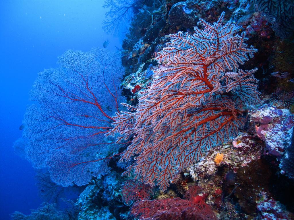Апартаменты Diving Center Punta Stilo Экстерьер фото